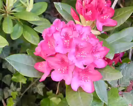 PXL008z1189 superbe rhododendron
